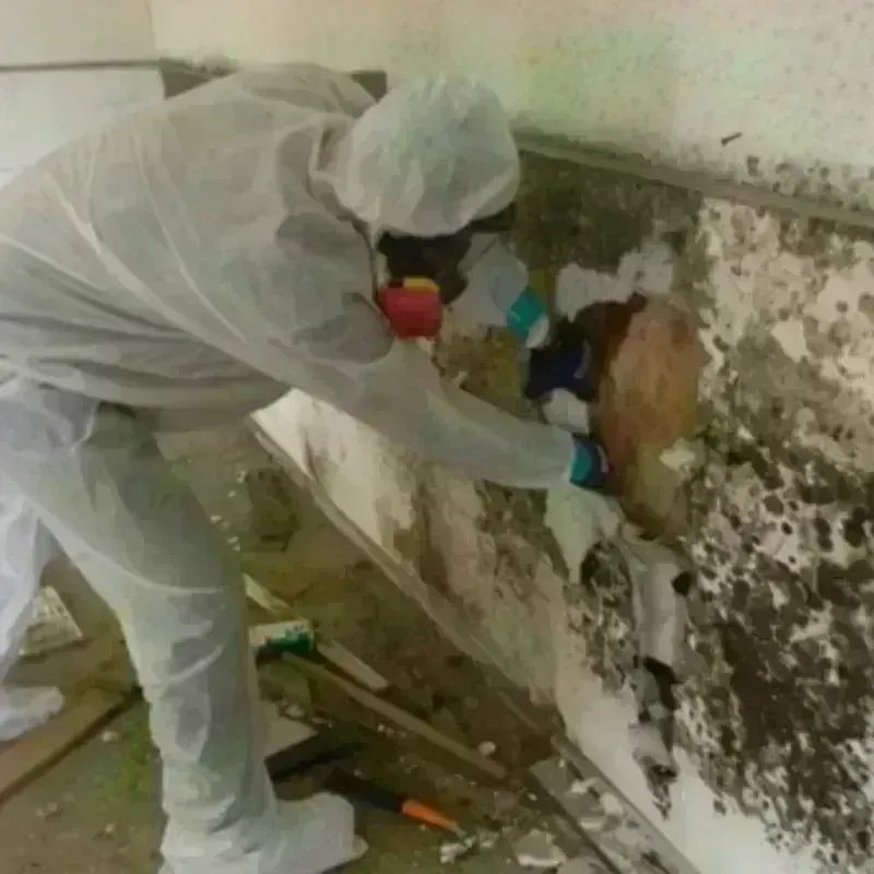 Mold Remediation and Removal in Superior, WI